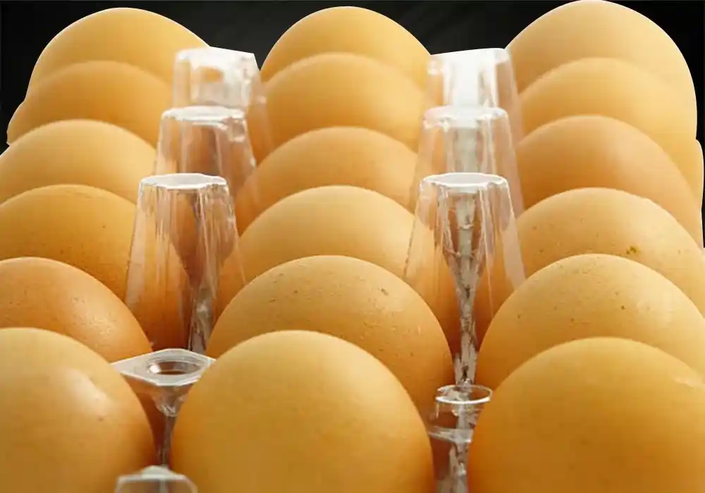 Plastic Egg Tray by Uno Plast